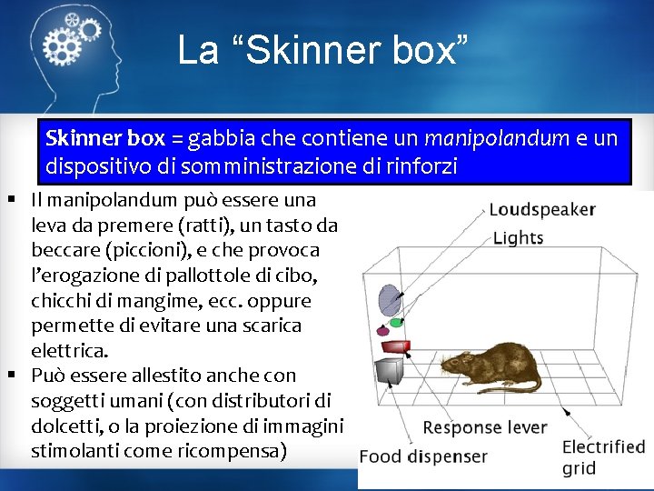 La “Skinner box” Skinner box = gabbia che contiene un manipolandum e un dispositivo