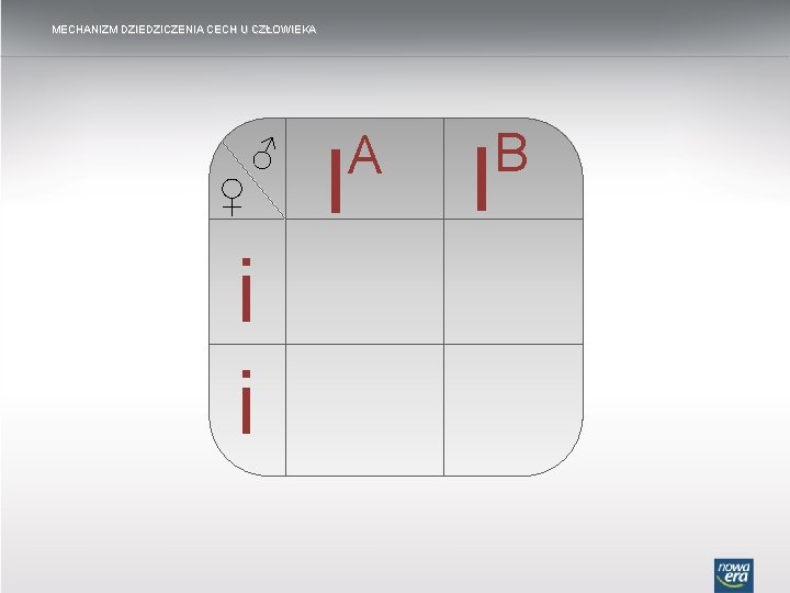 MECHANIZM DZIEDZICZENIA CECH U CZŁOWIEKA ♂ ♀ i i I A I B 