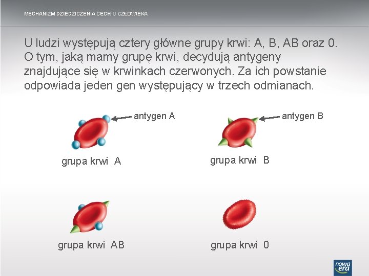 MECHANIZM DZIEDZICZENIA CECH U CZŁOWIEKA U ludzi występują cztery główne grupy krwi: A, B,