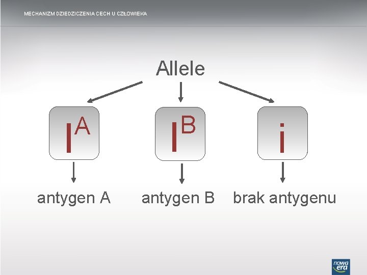 MECHANIZM DZIEDZICZENIA CECH U CZŁOWIEKA Allele I A antygen A I B antygen B