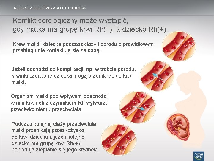 MECHANIZM DZIEDZICZENIA CECH U CZŁOWIEKA Konflikt serologiczny może wystąpić, gdy matka ma grupę krwi