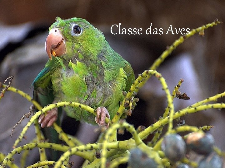 Classe das Aves 