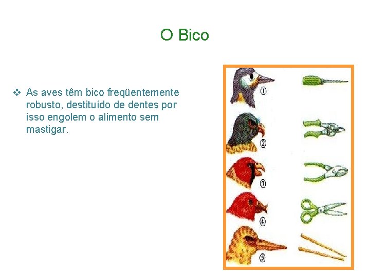 O Bico v As aves têm bico freqüentemente robusto, destituído de dentes por isso