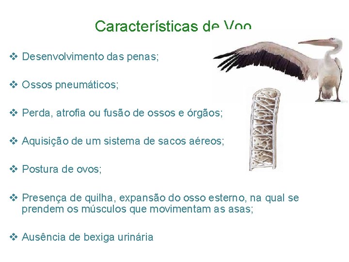 Características de Voo v Desenvolvimento das penas; v Ossos pneumáticos; v Perda, atrofia ou