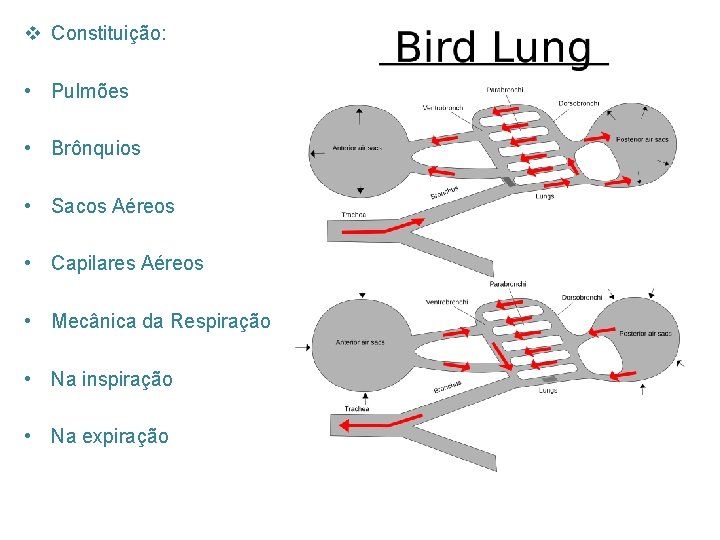 v Constituição: • Pulmões • Brônquios • Sacos Aéreos • Capilares Aéreos • Mecânica