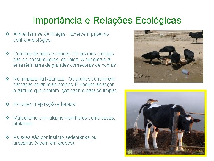 Importância e Relações Ecológicas v Alimentam-se de Pragas: Exercem papel no controle biológico. v