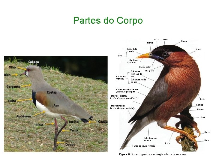 Partes do Corpo 