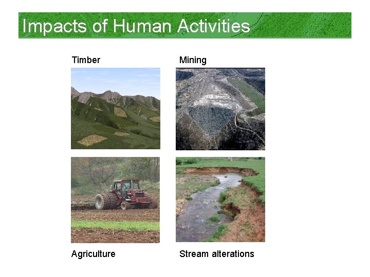 Impacts of Human Activities Timber Mining Agriculture Stream alterations 