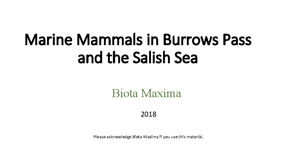 Marine Mammals in Burrows Pass and the Salish Sea Biota Maxima 2018 Please acknowledge
