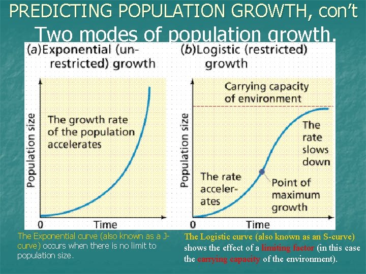 PREDICTING POPULATION GROWTH, con’t Two modes of population growth. The Exponential curve (also known