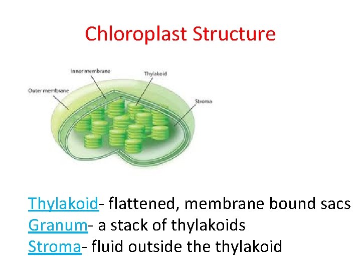 Chloroplast Structure Thylakoid- flattened, membrane bound sacs Granum- a stack of thylakoids Stroma- fluid