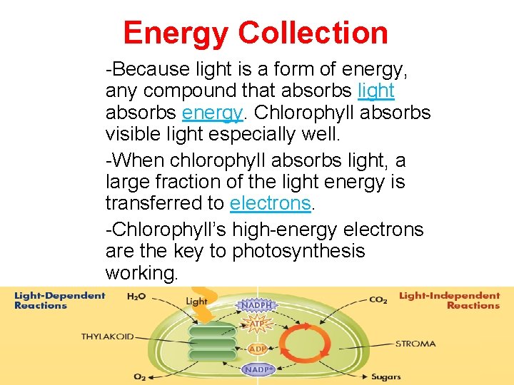 Energy Collection -Because light is a form of energy, any compound that absorbs light