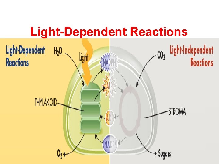 Light-Dependent Reactions 