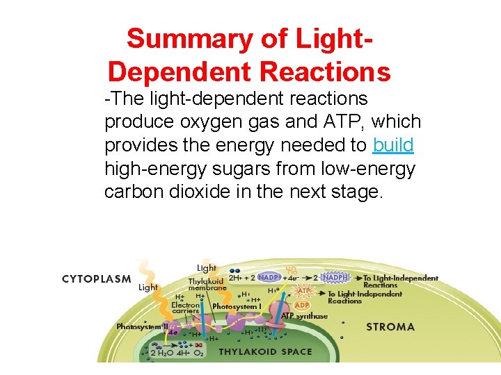 Summary of Light. Dependent Reactions -The light-dependent reactions produce oxygen gas and ATP, which