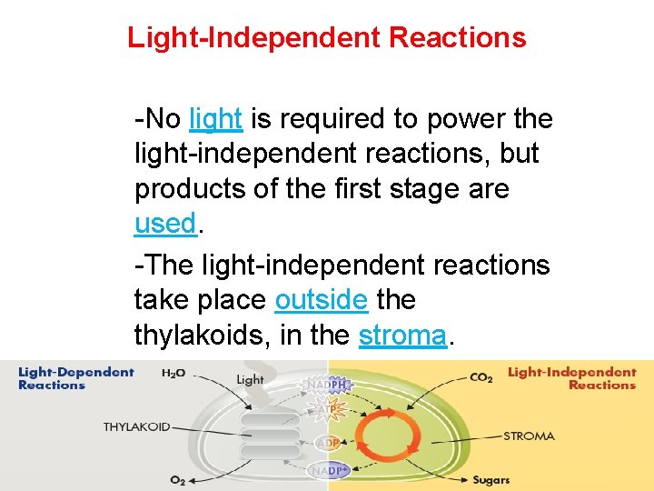 Light-Independent Reactions -No light is required to power the light-independent reactions, but products of