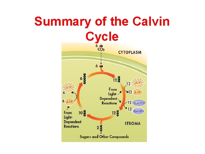 Summary of the Calvin Cycle 