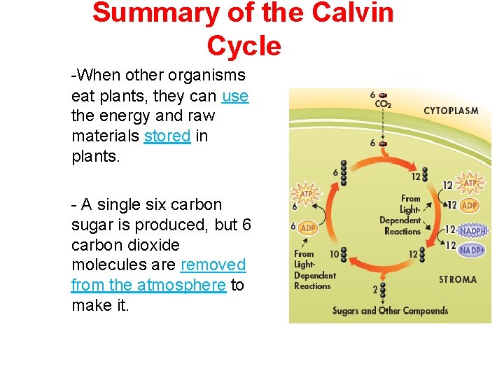 Summary of the Calvin Cycle -When other organisms eat plants, they can use the