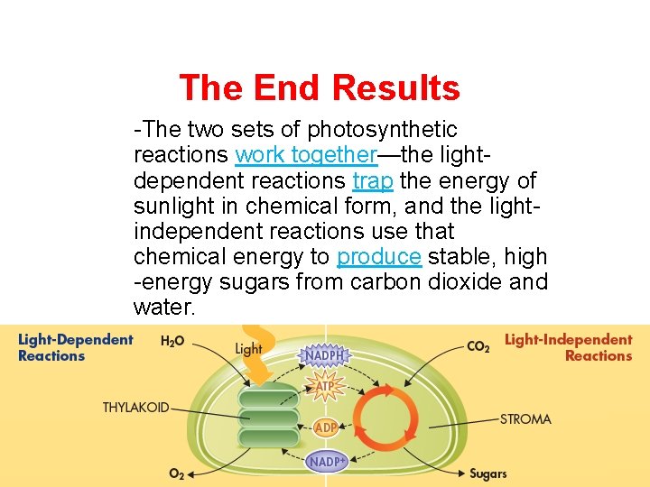 The End Results -The two sets of photosynthetic reactions work together—the lightdependent reactions trap