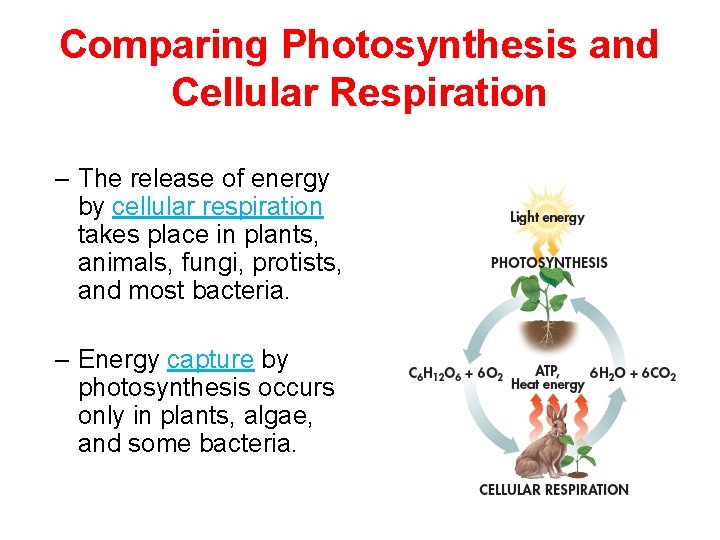 Comparing Photosynthesis and Cellular Respiration – The release of energy by cellular respiration takes