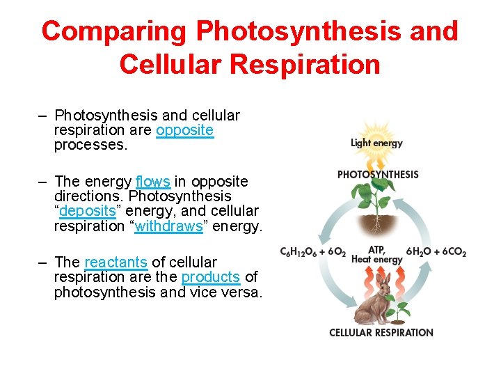 Comparing Photosynthesis and Cellular Respiration – Photosynthesis and cellular respiration are opposite processes. –