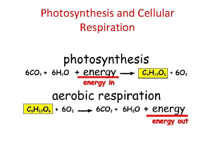 Photosynthesis and Cellular Respiration 