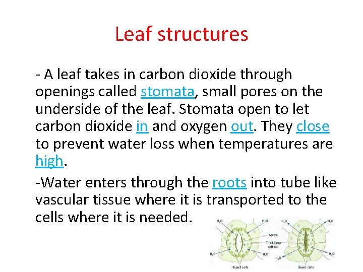 Leaf structures - A leaf takes in carbon dioxide through openings called stomata, small