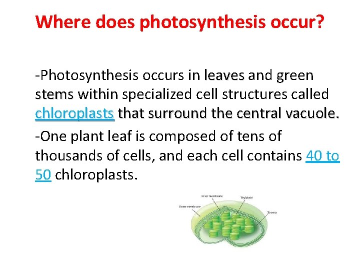 Where does photosynthesis occur? -Photosynthesis occurs in leaves and green stems within specialized cell