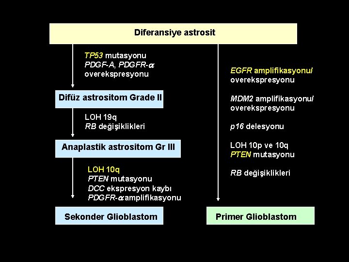 Diferansiye astrosit TP 53 mutasyonu PDGF-A, PDGFR-a overekspresyonu Difüz astrositom Grade II LOH 19