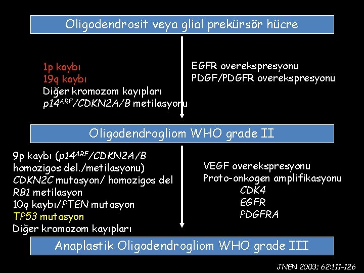 Oligodendrosit veya glial prekürsör hücre EGFR overekspresyonu 1 p kaybı PDGF/PDGFR overekspresyonu 19 q