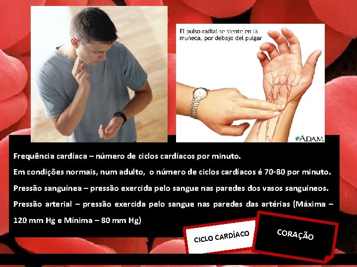 Frequência cardíaca – número de ciclos cardíacos por minuto. Em condições normais, num adulto,