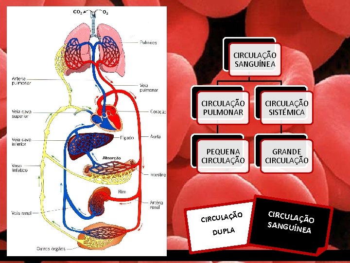 CIRCULAÇÃO SANGUÍNEA CIRCULAÇÃO PULMONAR CIRCULAÇÃO SISTÉMICA PEQUENA CIRCULAÇÃO GRANDE CIRCULAÇÃO ÃO CIRCULAÇ DUPLA CIRCULA