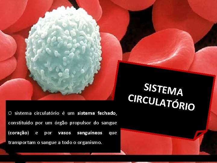 O sistema circulatório é um sistema fechado, constituído por um órgão propulsor do sangue