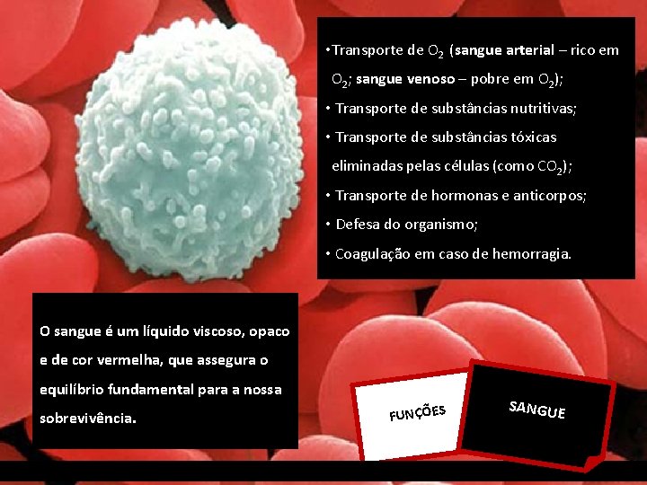  • Transporte de O 2 (sangue arterial – rico em O 2; sangue