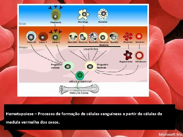 Hematopoiese – Processo de formação de células sanguíneas a partir de células da medula