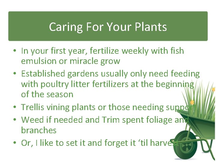 Caring For Your Plants • In your first year, fertilize weekly with fish emulsion