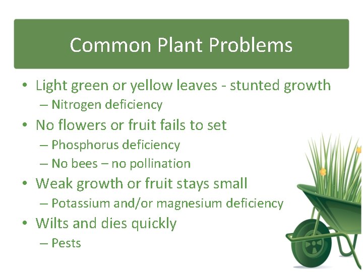 Common Plant Problems • Light green or yellow leaves - stunted growth – Nitrogen