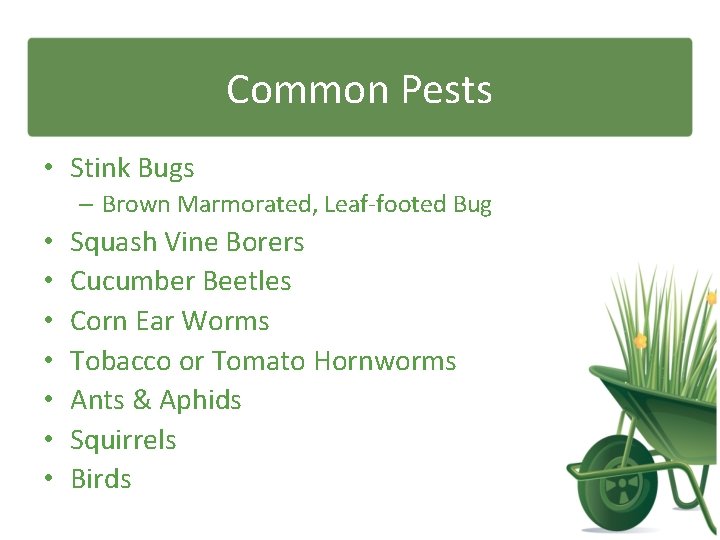 Common Pests • Stink Bugs – Brown Marmorated, Leaf-footed Bug • • Squash Vine