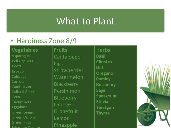 What to Plant • Hardiness Zone 8/9 Vegetables Asparagus Bell Peppers Beets Broccoli Cabbage