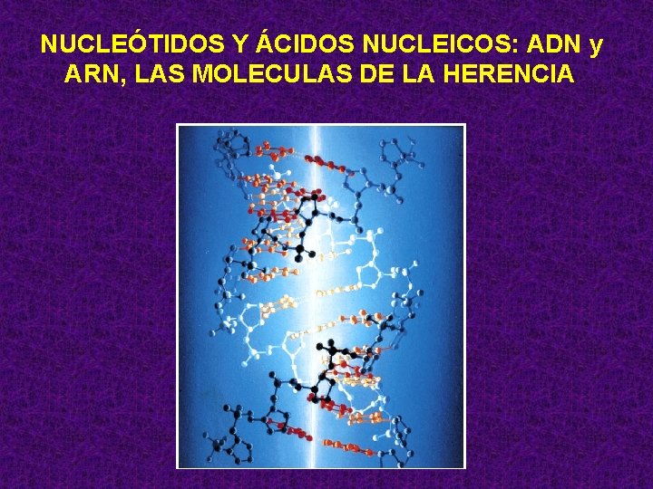 NUCLEÓTIDOS Y ÁCIDOS NUCLEICOS: ADN y ARN, LAS MOLECULAS DE LA HERENCIA 