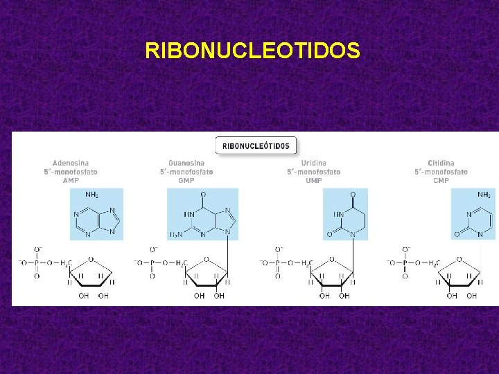 RIBONUCLEOTIDOS 