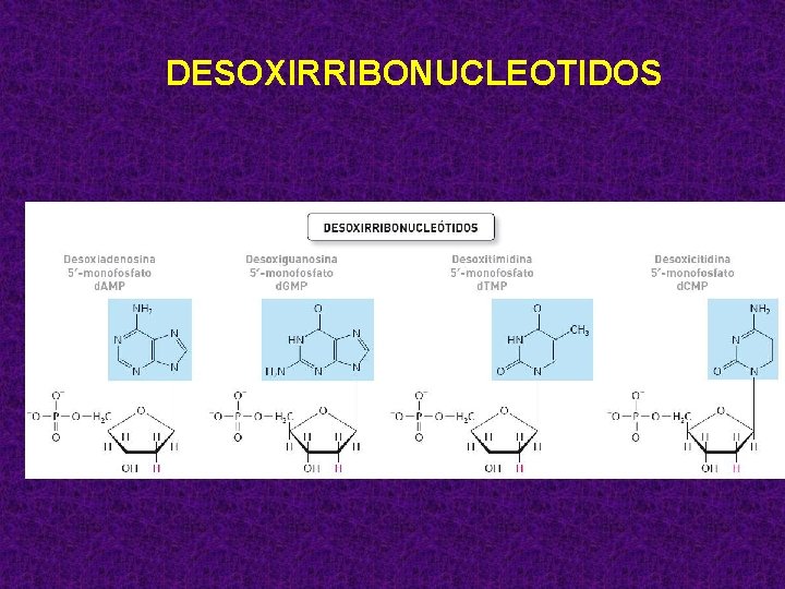 DESOXIRRIBONUCLEOTIDOS 