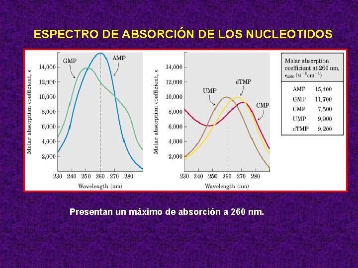 ESPECTRO DE ABSORCIÓN DE LOS NUCLEOTIDOS Presentan un máximo de absorción a 260 nm.