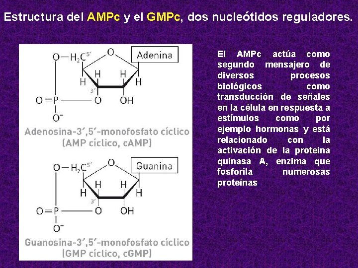 Estructura del AMPc y el GMPc, dos nucleótidos reguladores. El AMPc actúa como segundo