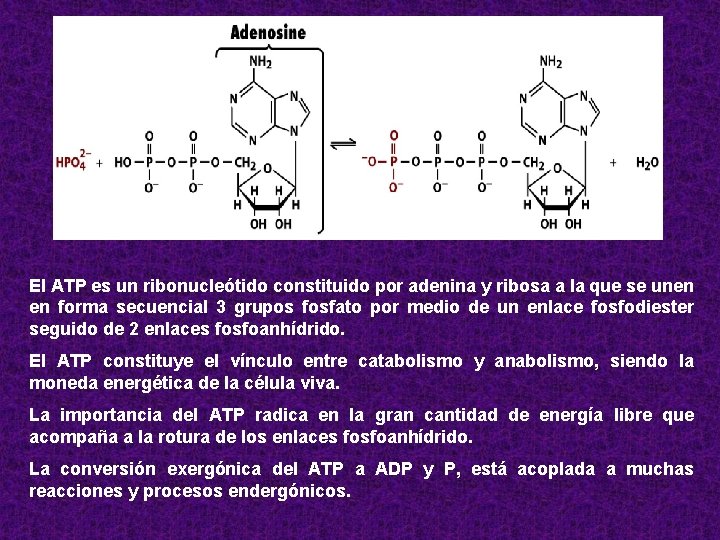El ATP es un ribonucleótido constituido por adenina y ribosa a la que se