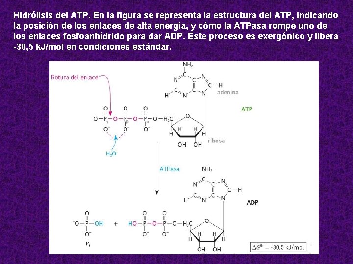 Hidrólisis del ATP. En la figura se representa la estructura del ATP, indicando la