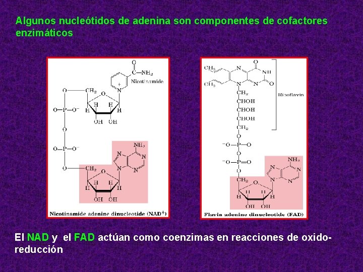 Algunos nucleótidos de adenina son componentes de cofactores enzimáticos El NAD y el FAD