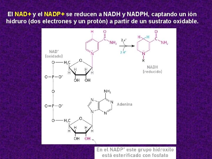 El NAD+ y el NADP+ se reducen a NADH y NADPH, captando un ión