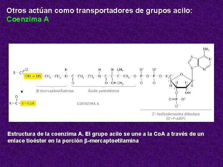 Otros actúan como transportadores de grupos acilo: Coenzima A Estructura de la coenzima A.