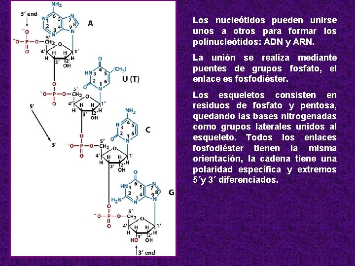 Los nucleótidos pueden unirse unos a otros para formar los polinucleótidos: ADN y ARN.