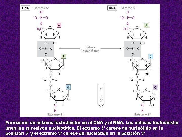 Formación de enlaces fosfodiéster en el DNA y el RNA. Los enlaces fosfodiéster unen